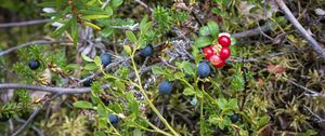 Preview wallpaper blueberry, berries, bush, plants
