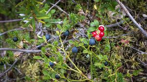 Preview wallpaper blueberry, berries, bush, plants