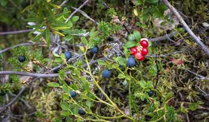 Preview wallpaper blueberry, berries, bush, plants