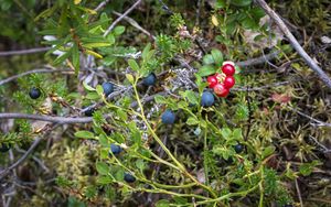 Preview wallpaper blueberry, berries, bush, plants