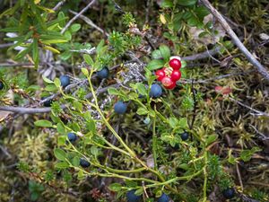 Preview wallpaper blueberry, berries, bush, plants