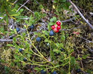 Preview wallpaper blueberry, berries, bush, plants