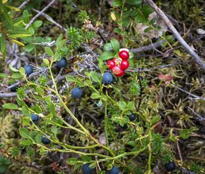 Preview wallpaper blueberry, berries, bush, plants