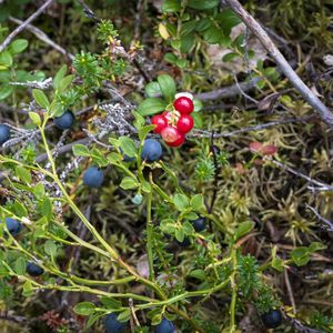 Preview wallpaper blueberry, berries, bush, plants