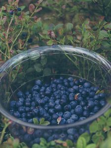 Preview wallpaper blueberry, berries, plate, collection