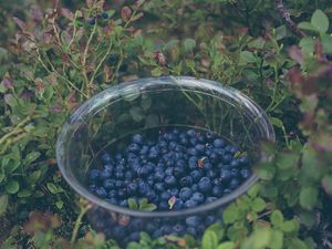 Preview wallpaper blueberry, berries, plate, collection