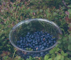 Preview wallpaper blueberry, berries, plate, collection