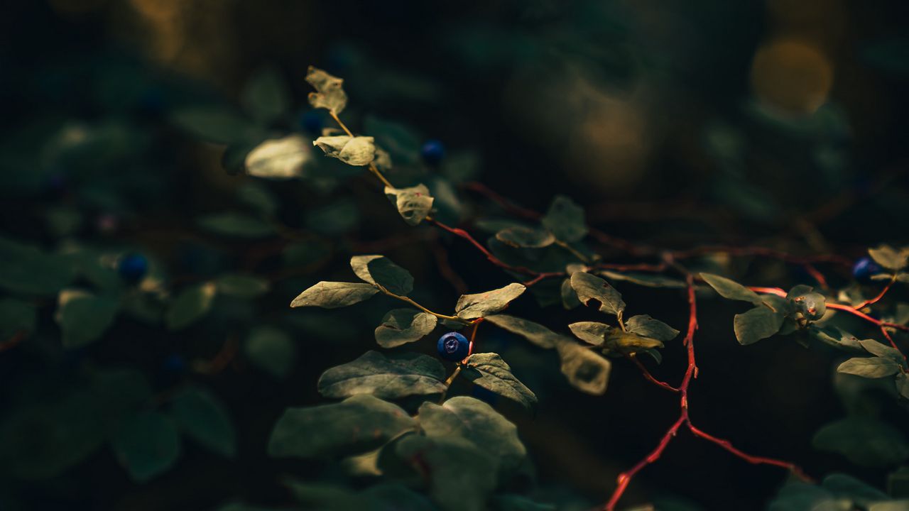 Wallpaper blueberry, berry, branch, leaves, bushes, macro
