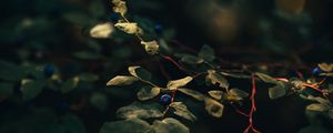 Preview wallpaper blueberry, berry, branch, leaves, bushes, macro