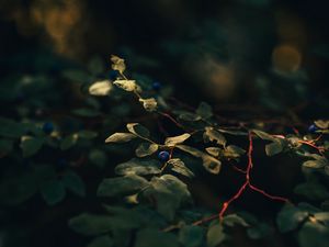 Preview wallpaper blueberry, berry, branch, leaves, bushes, macro