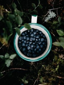 Preview wallpaper blueberry, berry, cup, leaves, grass