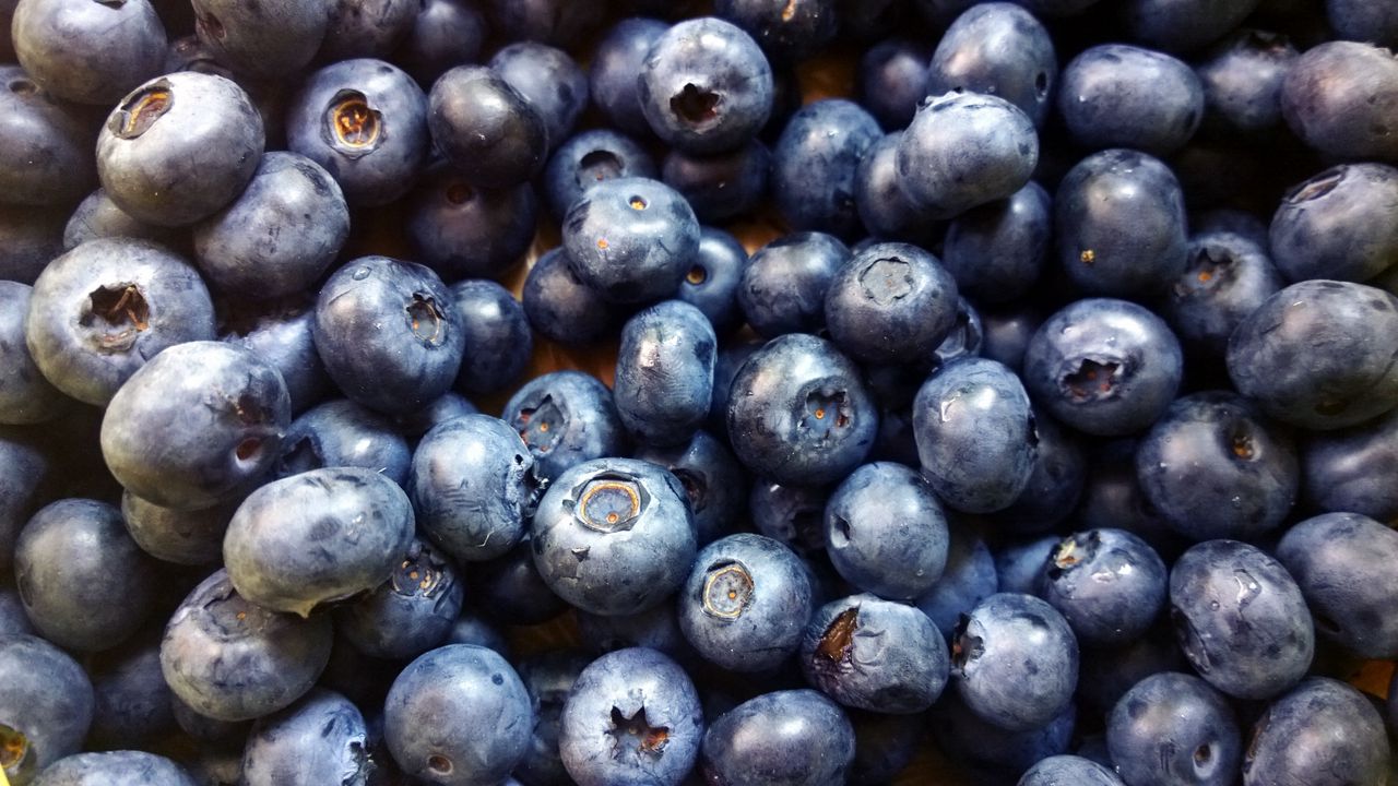 Wallpaper blueberry, berry, ripe, picking, harvest