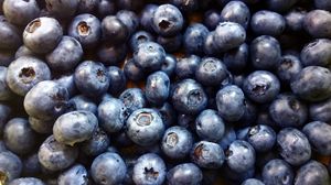 Preview wallpaper blueberry, berry, ripe, picking, harvest