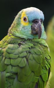 Preview wallpaper blue-fronted amazon, parrot, beak, green, bird