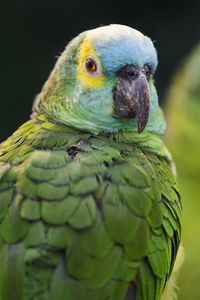 Preview wallpaper blue-fronted amazon, parrot, beak, green, bird