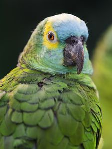 Preview wallpaper blue-fronted amazon, parrot, beak, green, bird