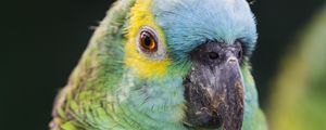 Preview wallpaper blue-fronted amazon, parrot, beak, green, bird