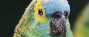 Preview wallpaper blue-fronted amazon, parrot, beak, green, bird