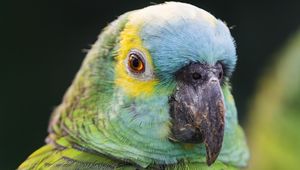 Preview wallpaper blue-fronted amazon, parrot, beak, green, bird