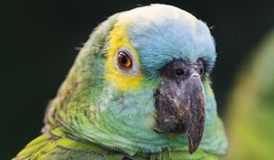 Preview wallpaper blue-fronted amazon, parrot, beak, green, bird