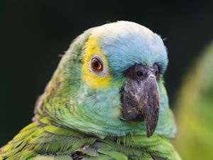 Preview wallpaper blue-fronted amazon, parrot, beak, green, bird