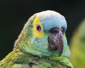 Preview wallpaper blue-fronted amazon, parrot, beak, green, bird