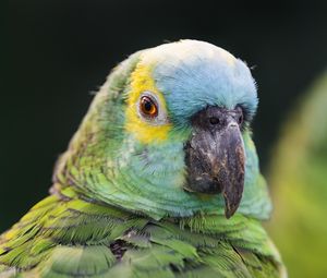 Preview wallpaper blue-fronted amazon, parrot, beak, green, bird