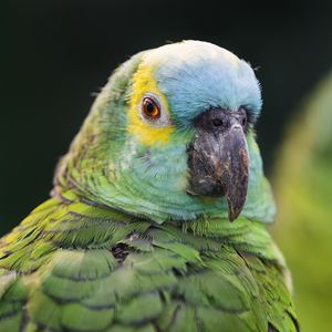 Preview wallpaper blue-fronted amazon, parrot, beak, green, bird