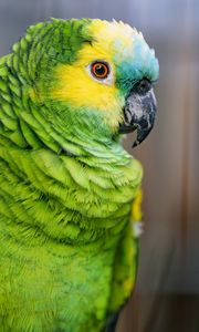 Preview wallpaper blue-fronted amazon, parrot, bird, green