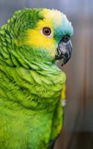 Preview wallpaper blue-fronted amazon, parrot, bird, green