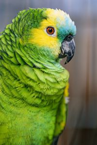 Preview wallpaper blue-fronted amazon, parrot, bird, green