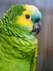 Preview wallpaper blue-fronted amazon, parrot, bird, green