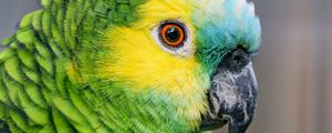 Preview wallpaper blue-fronted amazon, parrot, bird, green