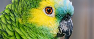 Preview wallpaper blue-fronted amazon, parrot, bird, green