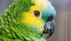 Preview wallpaper blue-fronted amazon, parrot, bird, green