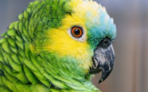 Preview wallpaper blue-fronted amazon, parrot, bird, green