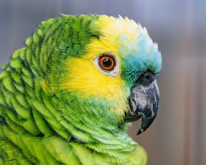 Preview wallpaper blue-fronted amazon, parrot, bird, green