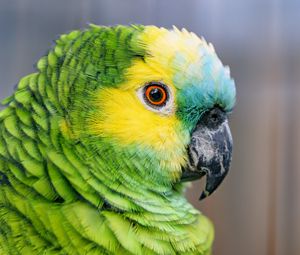 Preview wallpaper blue-fronted amazon, parrot, bird, green