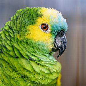 Preview wallpaper blue-fronted amazon, parrot, bird, green