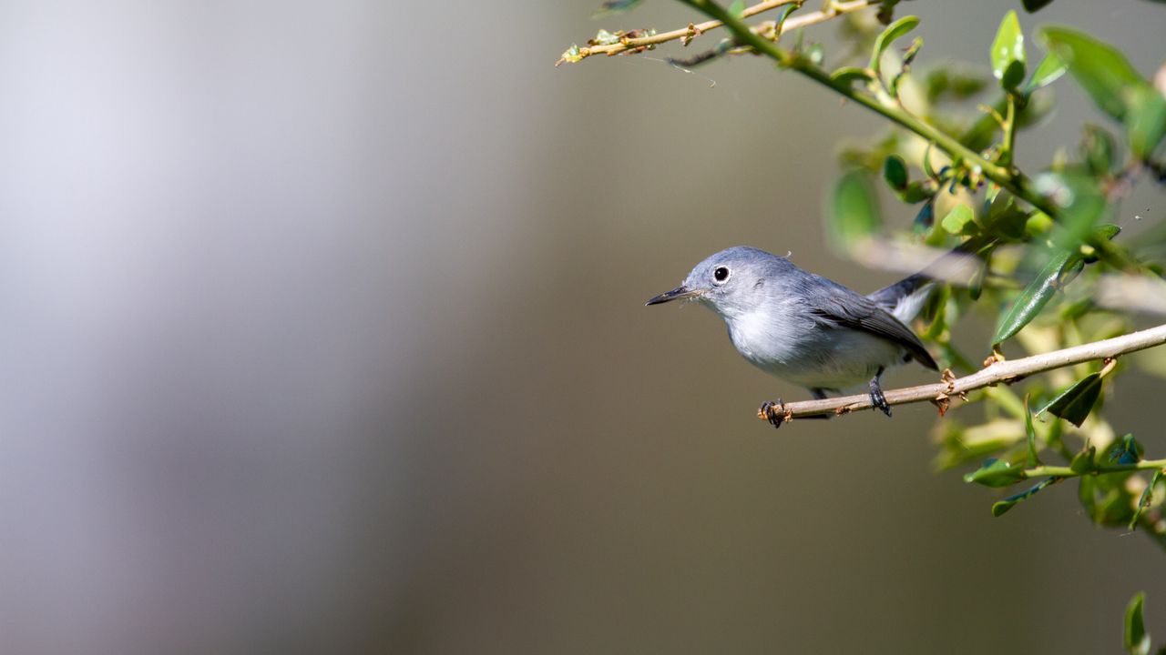 Wallpaper blue-gray gnatcatcher, bird, branch, blur