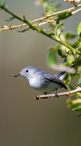 Preview wallpaper blue-gray gnatcatcher, bird, branch, blur