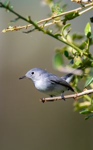 Preview wallpaper blue-gray gnatcatcher, bird, branch, blur