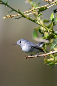 Preview wallpaper blue-gray gnatcatcher, bird, branch, blur