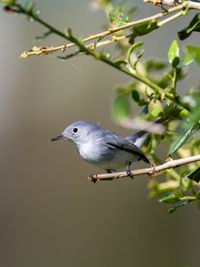 Preview wallpaper blue-gray gnatcatcher, bird, branch, blur