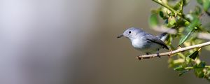 Preview wallpaper blue-gray gnatcatcher, bird, branch, blur