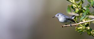 Preview wallpaper blue-gray gnatcatcher, bird, branch, blur