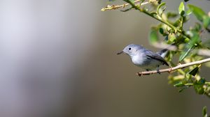 Preview wallpaper blue-gray gnatcatcher, bird, branch, blur