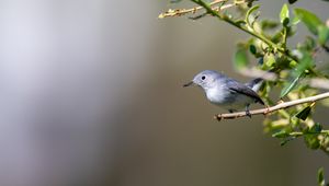 Preview wallpaper blue-gray gnatcatcher, bird, branch, blur