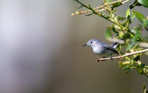 Preview wallpaper blue-gray gnatcatcher, bird, branch, blur