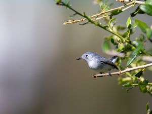 Preview wallpaper blue-gray gnatcatcher, bird, branch, blur